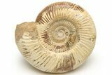 Jurassic Ammonite (Perisphinctes) - Madagascar #227595-1